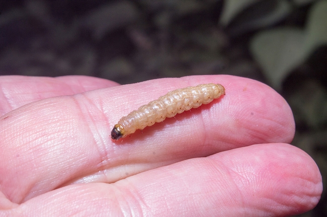 Larvae of the Erythrina stem borer. [D.R.Hodel]