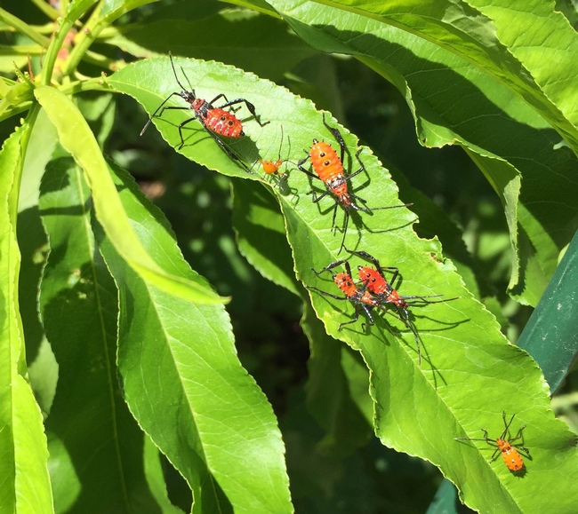 Leaffooted bug nymphs. [M.Smith]