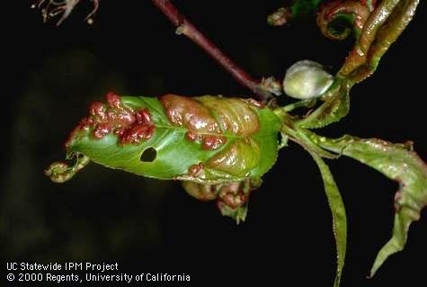 Peach leaf curl.