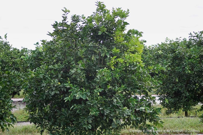 Citrus tree infected with Huanglongbing