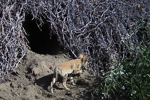 Coyote pup. [N. Quinn]