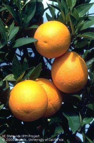 Oranges on tree. [J.K.Clark]