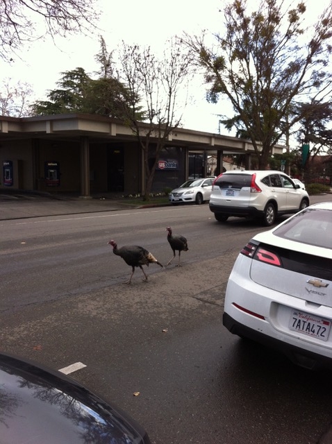 Turkeys in traffic. J. Farrar.