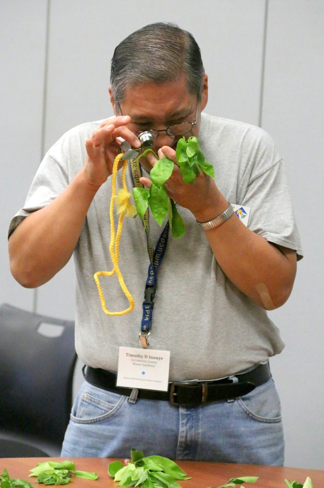 Examining citrus flush for Asian citrus psyllid. [Photo by Marcy Sousa]