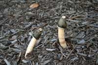 Stinkhorn mushroom, Phallus impudicus. [R.M.Davis]