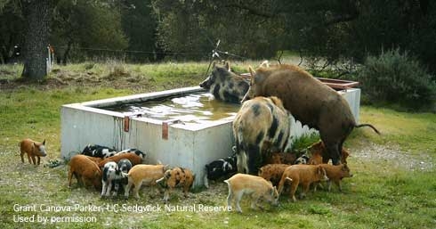 Wild pigs drinking and swimming in a cattle trough. [Grant Canova-Parker]