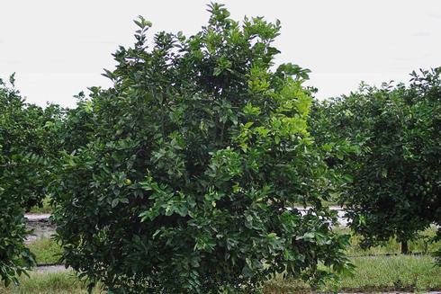 Citrus tree infected with Huanglongbing. [M.E. Rogers]