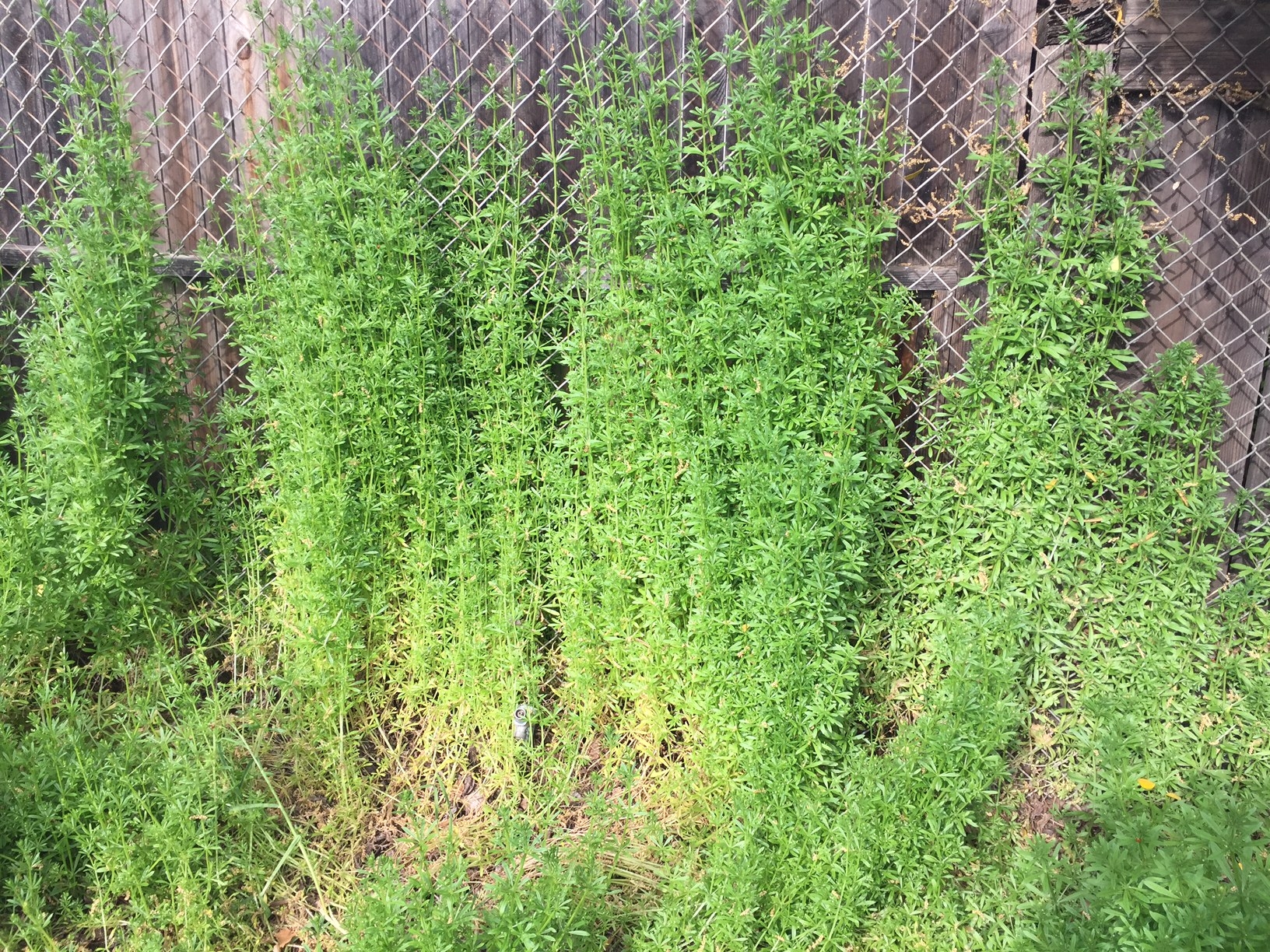 Catchweed Bedstraw or Velcro Plant - Pests in the Urban Landscape - ANR  Blogs