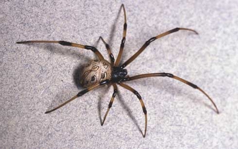 Mature female brown widow spider. [R.S. Vetter]