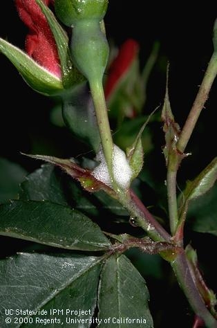 White frothy material is characteristic of spittlebugs. [J.K. Clark.]