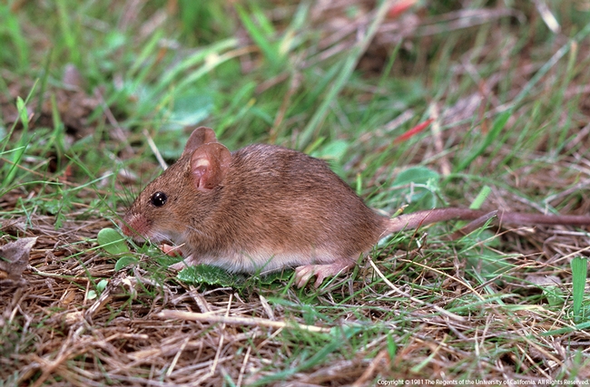 House mice can be pests in chicken coops. [UC ANR]