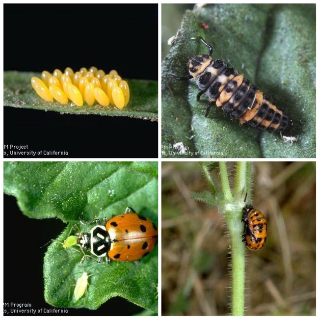 Lady beetle life cycle (clockwise) eggs, larva, pupa, adult.