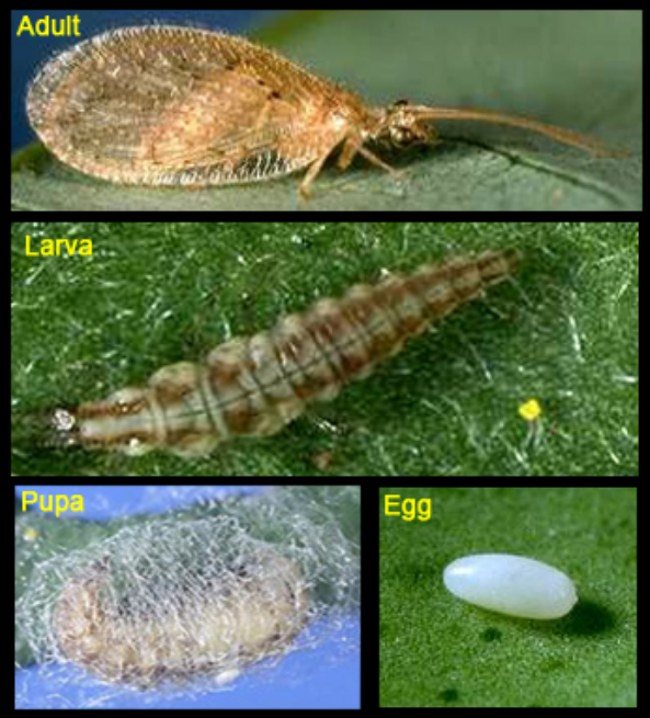 Brown lacewing life cycle. [J.K. Clark]