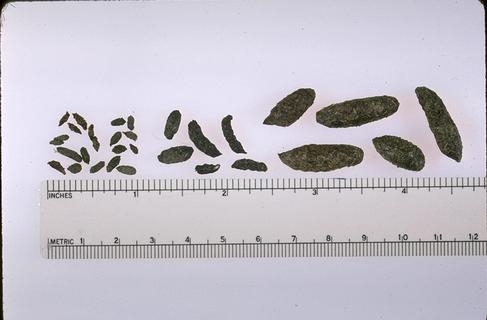 Feces of house mouse, roof rat, Norway rat (L-R). W. Gelling