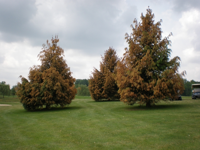 Fig 1. Severe case of Imprelis herbicide injury to trees. [P. Landschoot, Penn State Extension]