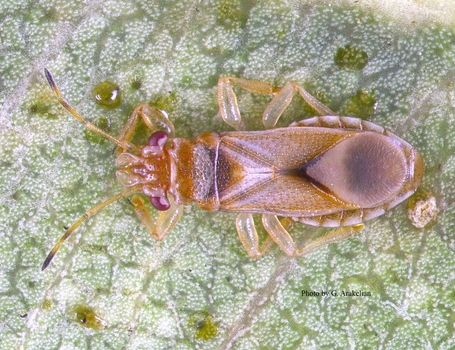 Fig 1. Bronze bug adult. [G. Arakelian]