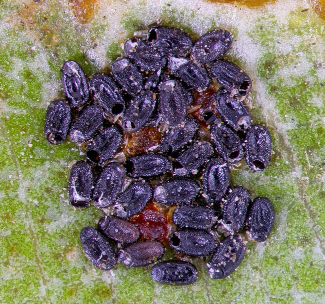 Fig 3. Bronze bug egg cluster. [D. R. Hodel]