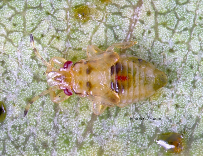 Fig 5. Bronze bug nymph. [G. Arakelian]