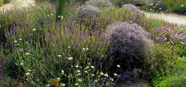 Garden plants providing nectar and pollen for natural enemies and pollinators. (E. Zagory)