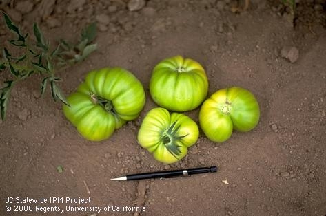 Catfacing on green fruit. (Dennis R. Pittenger)