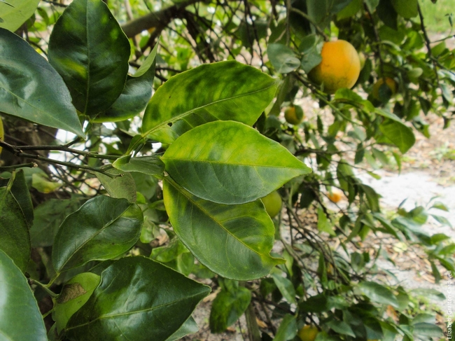 There is no known treatment for huanglongbing, which kills citrus trees.