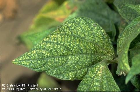 Yellow stippling on leaves from spider mite damage. (Jack Kelly Clark)