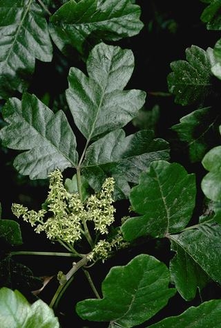 Poison oak leaves and flowers. [Jack Kelly Clark]
