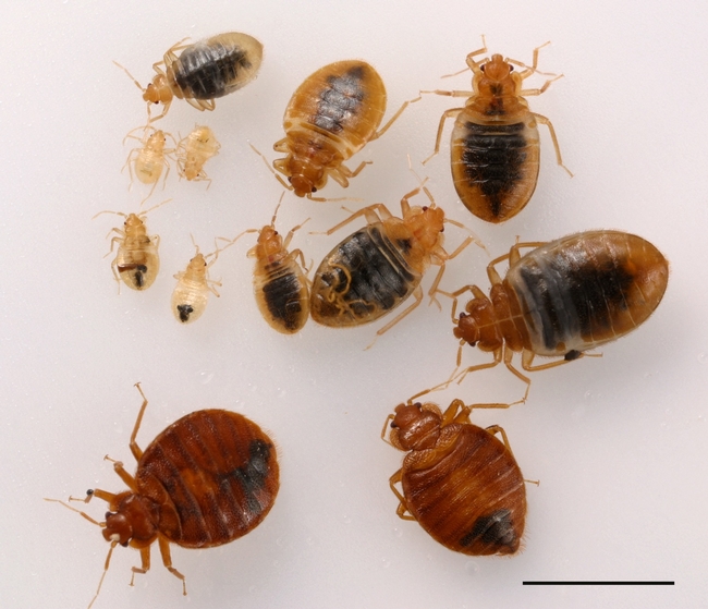 Fig 1. Adult and nymph bed bugs. (D-H. Choe)