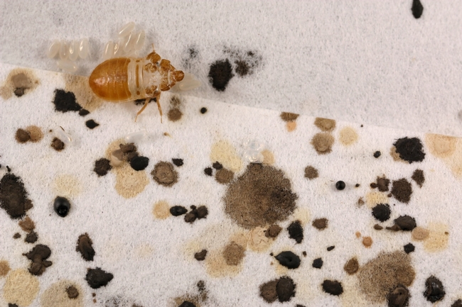 Fig 2. Fecal spots and shed exoskeleton are useful signs of bed bugs. (D-H Choe)
