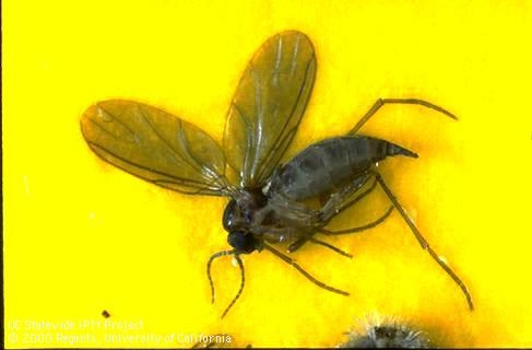 Fungus gnat adult caught in yellow sticky trap. (Jack Kelly Clark)