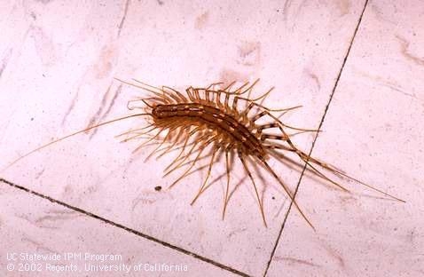 Adult house centipede. (Jack Kelly Clark)