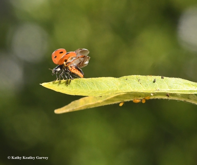 All systems go! The ladybug opens its elytra, revealing its wings. (Kathy Keatley Garvey)