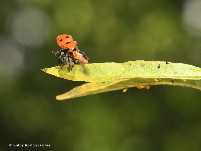 Ready for liftoff? This lady beetle is good to go. (Kathy Keatley Garvey)