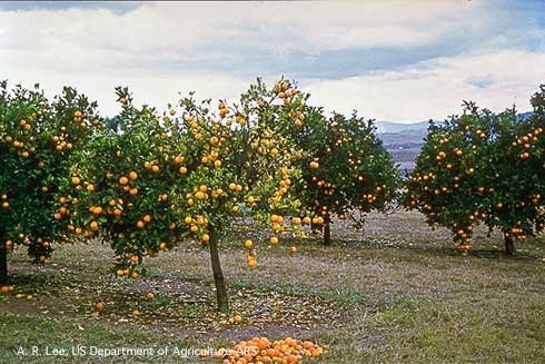 Citrus trees with premature and excessive fruit drop and yellowish foliage, symptoms of huanglongbing. (A. R. Lee, US Department of Agriculture-ARS)