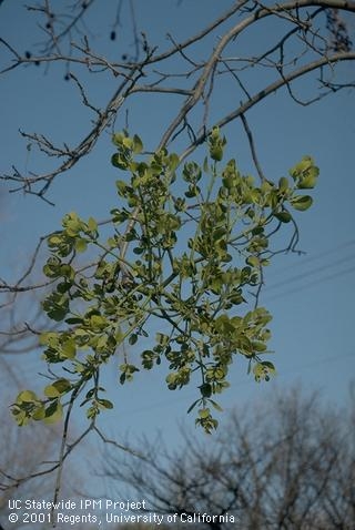 Mature broadleaf mistletoe plant. (Photo: Jack Kelly Clark)