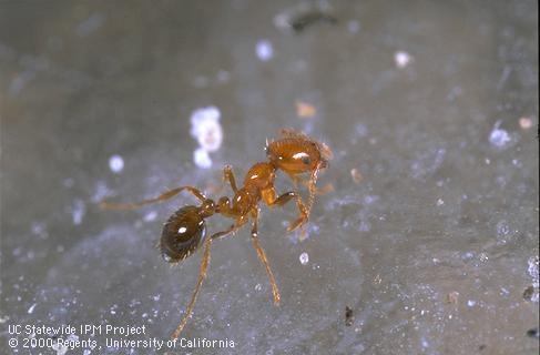 Southern fire ant fire ant worker with red head and thorax and dark abdomen. (Credit: Jack Kelly Clark)