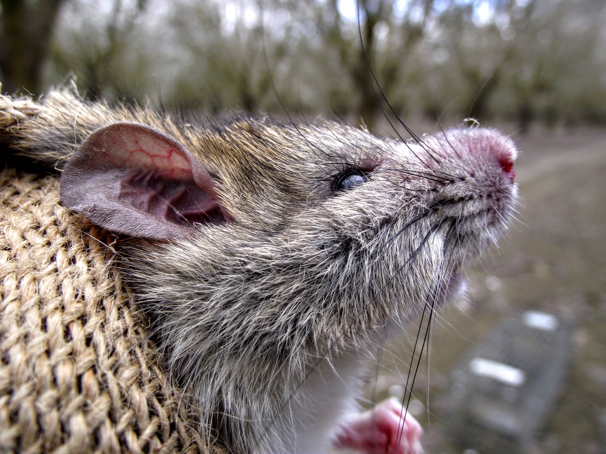 Rat Management in School and Community Gardens - Pests in the Urban  Landscape - ANR Blogs