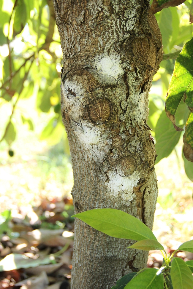 Figure 6: White powdery exudate (sugar volcanoes) are a common symptom of ISHB infestation in avocado trees. (Credit: Monica Dimson, UCCE Orange Co.)