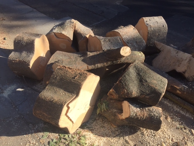 Figure 1. Firewood left behind from tree care operations can harbor pests. (Credit: Karey Windbiel-Rojas)