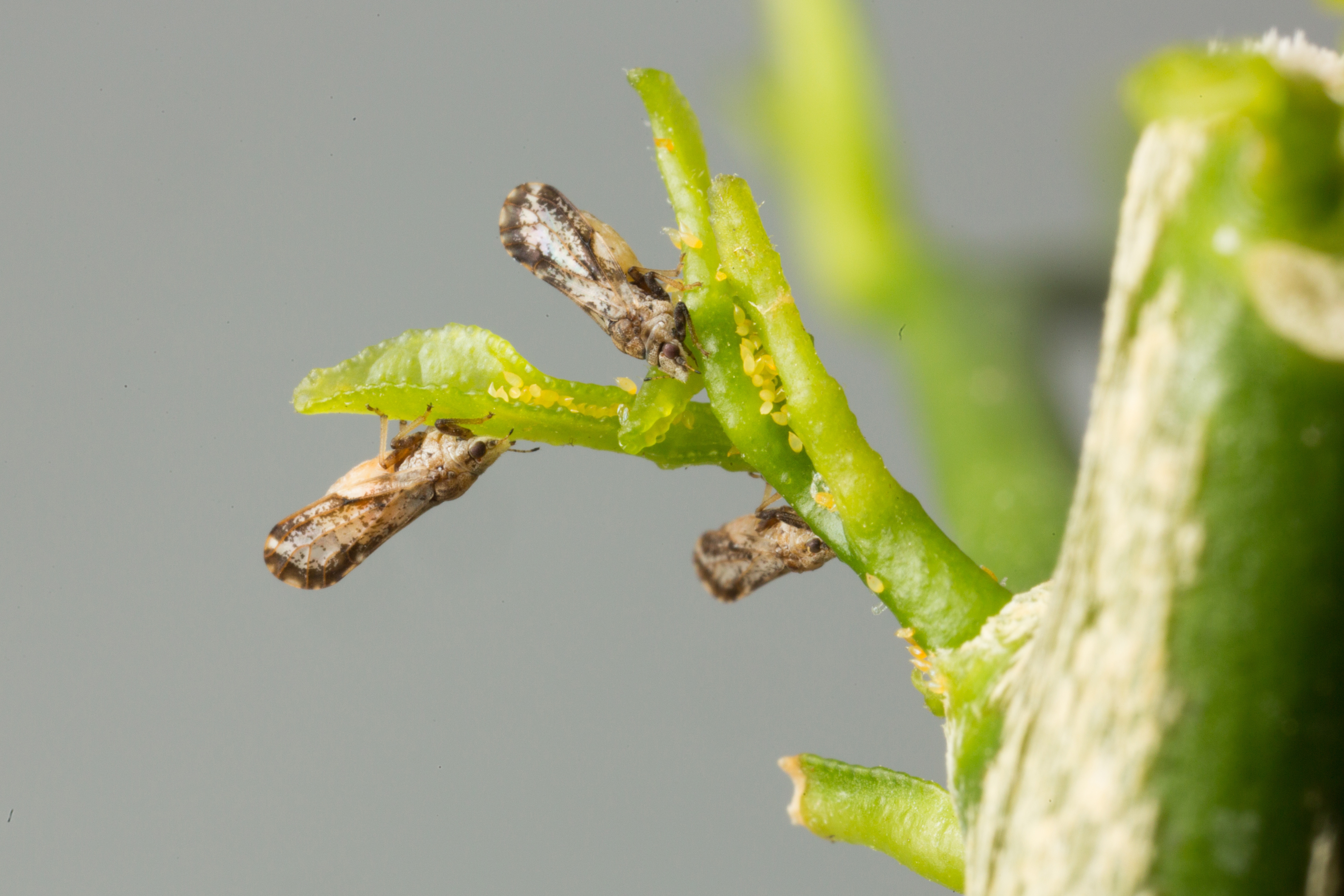 What Are Those Big White Bugs on Citrus Trees? - Pests in the Urban  Landscape - ANR Blogs