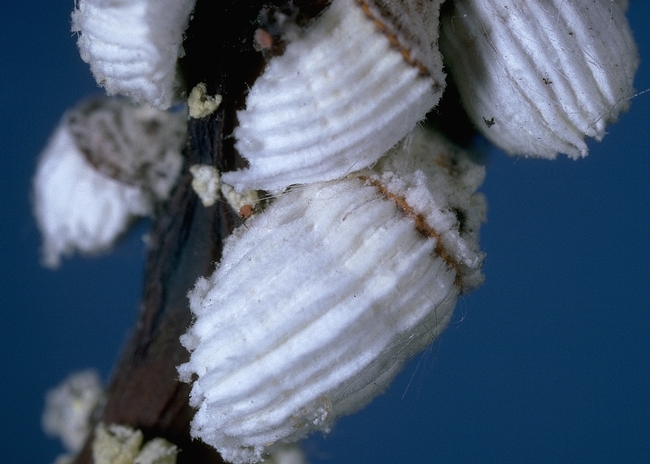 Up close image of a female cottony cushion scale with distinctive fluted white egg sacs.