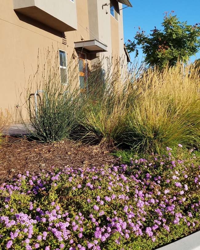 Home landscape with woody mulch and flowering ground cover.