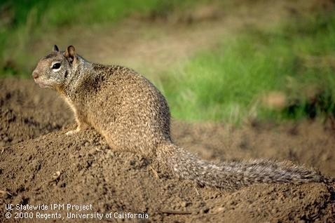Adult California ground squirrel, Otospermophilus sp. (Credit: Jack Kelly Clark)