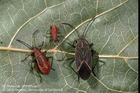 Boxelder bug adult and nymphs (Credit: Jack Kelly Clark)
