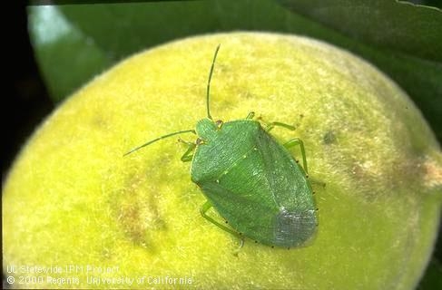 Green stink bug adult (Credit: Jack Kelly Clark)