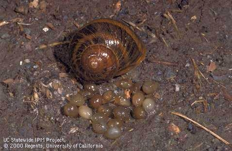 Snail eggs and adult snail (Credit: Jack Kelly Clark)