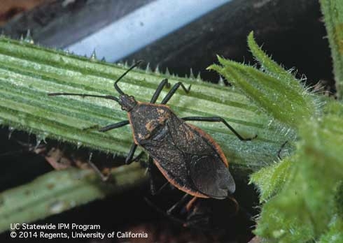Adult squash bug (Credit: Jack Kelly Clark)