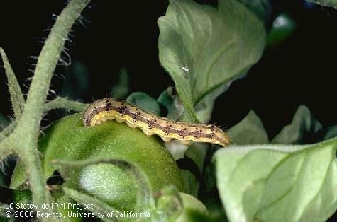 Tomato fruitworm caterpillar (Credit: Jack Kelly Clark)