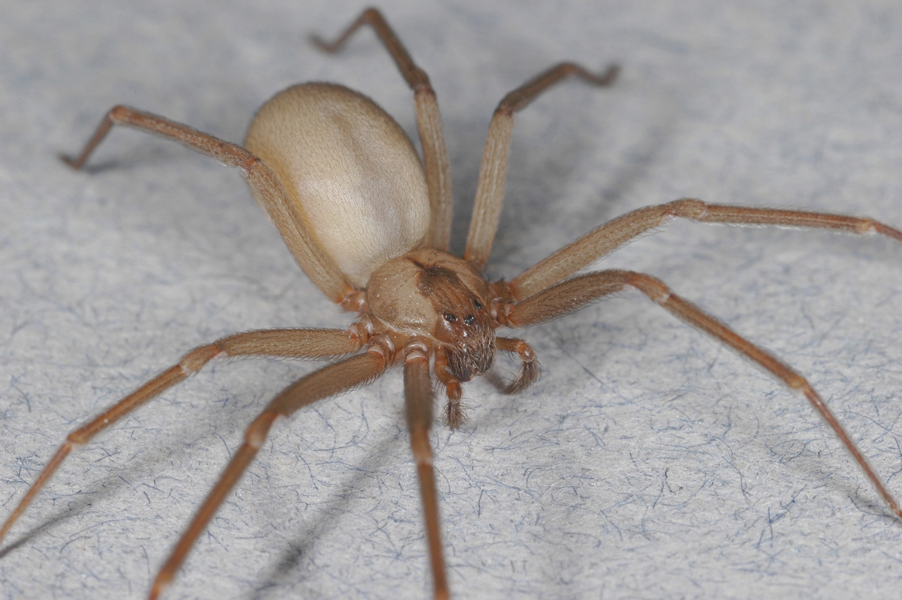 Kantine Kompliment Uforenelig Brown Recluse Spiders? Not in California! - Pests in the Urban Landscape -  ANR Blogs
