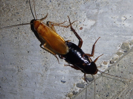 Figure 1. A mating pair of Turkestan cockroaches, <i>Blatta lateralis</i>. (Credit: A Sutherland)